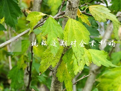 税报逾期对企业影响 税报逾期对企业影响