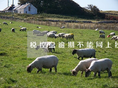 税控盘逾期不能网上抄报 税控盘逾期不能网上抄报