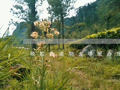 税控盘逾期去哪里办理 税控盘逾期去哪里办理
