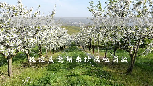 税控盘逾期未抄报税罚款 税控盘逾期未抄报税罚款