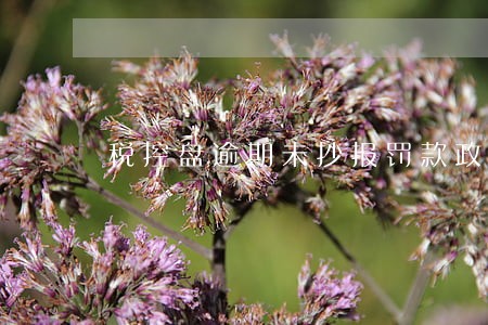 税控盘逾期未抄报罚款政策 税控盘逾期未抄报罚款政策