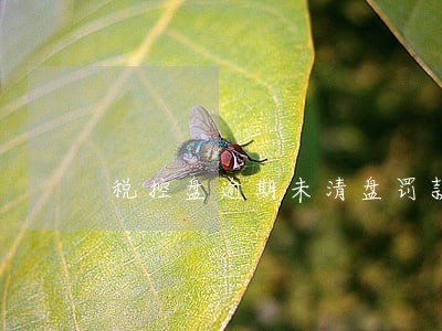 税控盘逾期未清盘罚款 税控盘逾期未清盘罚款