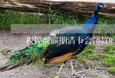 税控盘逾期清卡会罚款吗 税控盘逾期清卡会罚款吗