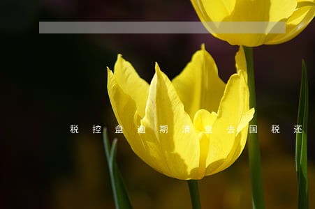 税控盘逾期清盘去国税还是地税 税控盘逾期清盘去国税还是地税