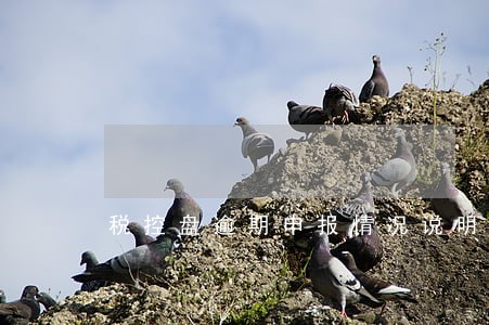 税控盘逾期申报情况说明
