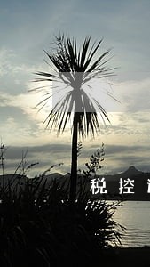 税控逾期申报