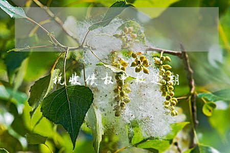 税收债权申报逾期