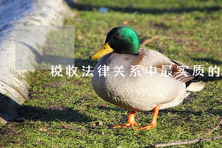 税收法律关系中最实质的是 税收法律关系中最实质的是