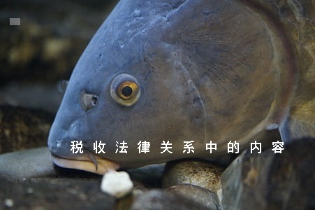 税收法律关系中的内容