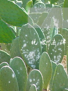 税收法律关系的产生是指