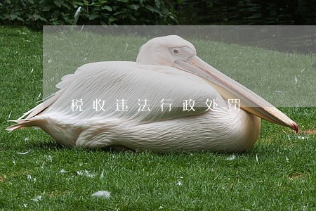 税收违法行政处罚 税收违法行政处罚