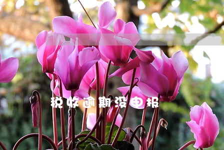 税收逾期没申报
