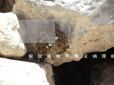 税款逾期不预交纳滞纳金 税款逾期不预交纳滞纳金