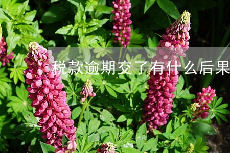 税款逾期交了有什么后果 税款逾期交了有什么后果