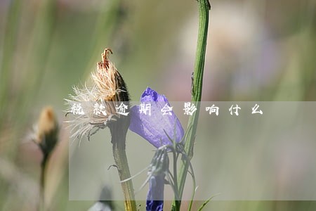 税款逾期会影响什么