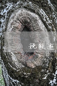 税款逾期几天