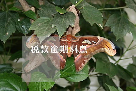 税款逾期利息