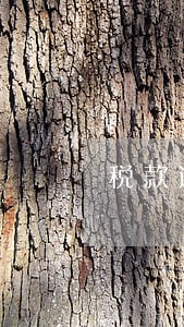 税款逾期后能从网上缴纳吗