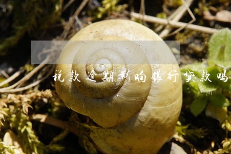 税款逾期影响银行贷款吗 税款逾期影响银行贷款吗