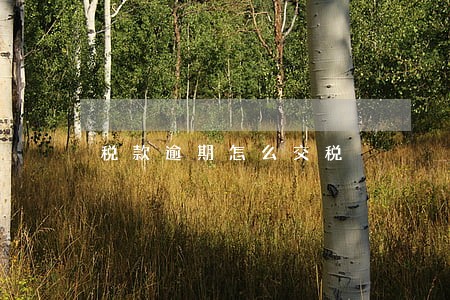 税款逾期怎么交税 税款逾期怎么交税