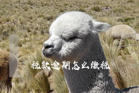 税款逾期怎么缴税 税款逾期怎么缴税