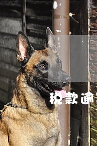 税款逾期怎样缴纳 税款逾期怎样缴纳