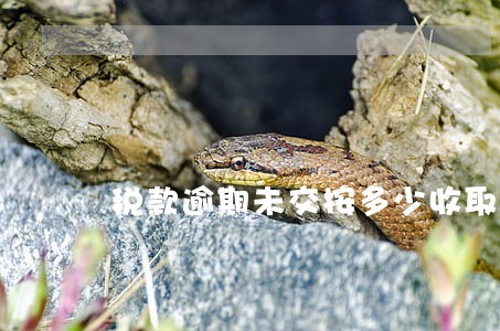 税款逾期未交按多少收取滞纳金 税款逾期未交按多少收取滞纳金