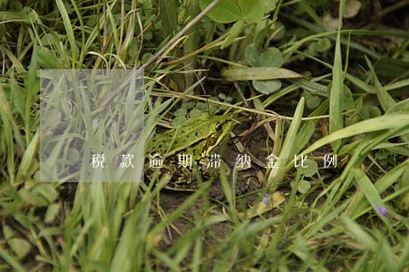 税款逾期滞纳金比例 税款逾期滞纳金比例