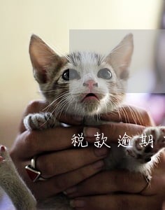 税款逾期申报怎么算滞纳金 税款逾期申报怎么算滞纳金