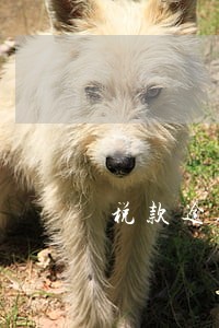 税款逾期申报没罚款 税款逾期申报没罚款
