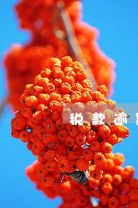 税款逾期申报的影响