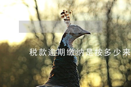 税款逾期缴纳是按多少来算 税款逾期缴纳是按多少来算