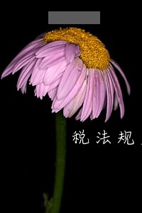 税法规定免征额为200元 税法规定免征额为200元
