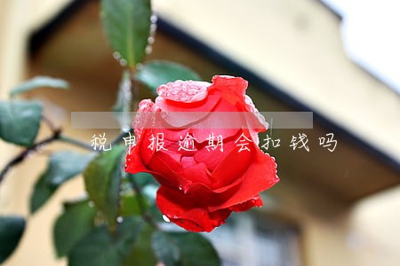 税申报逾期会扣钱吗 税申报逾期会扣钱吗