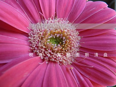 税盘0报税逾期清盘 税盘0报税逾期清盘