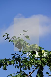 税盘逾期申请书 税盘逾期申请书