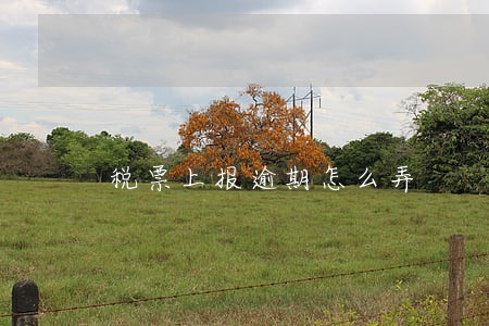 税票上报逾期怎么弄 税票上报逾期怎么弄