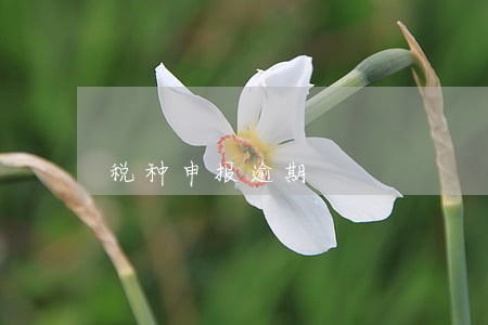 税种申报逾期 税种申报逾期
