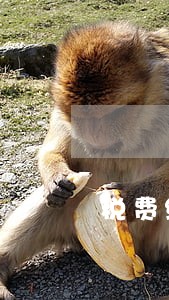 税费缴纳逾期未交 税费缴纳逾期未交