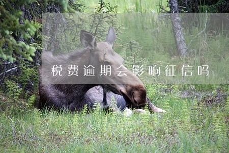 税费逾期会影响征信吗 税费逾期会影响征信吗