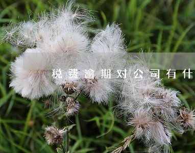 税费逾期对公司有什么影响