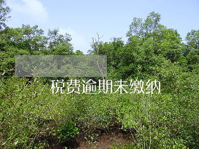 税费逾期未缴纳 税费逾期未缴纳