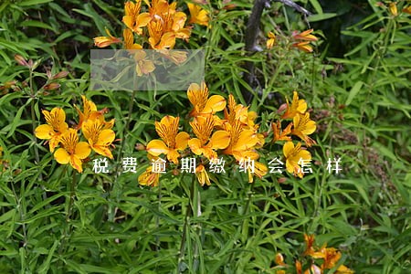 税费逾期缴纳会怎样 税费逾期缴纳会怎样
