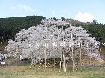 税费逾期缴纳影不影响信用 税费逾期缴纳影不影响信用