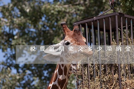 税费逾期要交多少滞纳金 税费逾期要交多少滞纳金