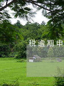 税逾期申报