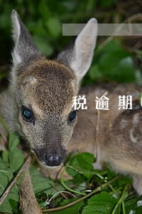 税逾期申报了要划款吗 税逾期申报了要划款吗