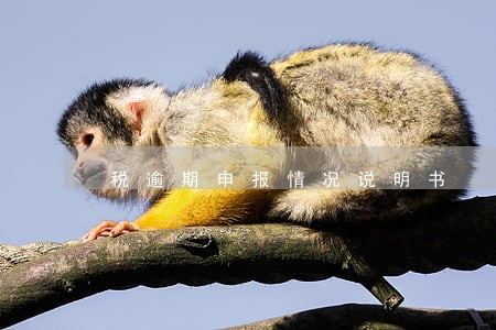 税逾期申报情况说明书