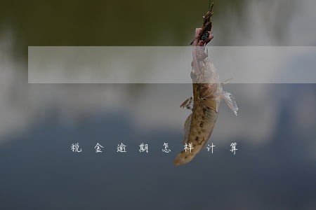 税金逾期怎样计算 税金逾期怎样计算