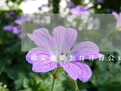 税金逾期怎样计算公式 税金逾期怎样计算公式